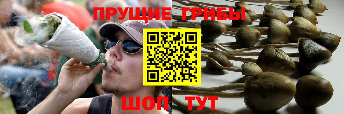 Галлюциногенные грибы Psilocybe Бирск